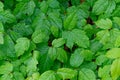 Patch of poison ivy closeup Royalty Free Stock Photo