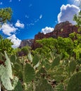 Patch of prickly pear cactus in the Zion National Park, Utah, USA