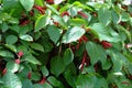 Red hot cat`s tails, also known as Philippine medusa