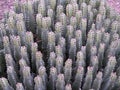 Patch Of Resin Spurge Succulent Growing In Arizona