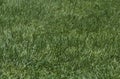 Patch of rough green grass Royalty Free Stock Photo