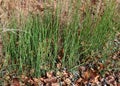 Patch of scouring rush horsetail ferns