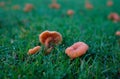 A patch of small orange Waxy Laccaria mushrooms on green grass in the English countryside Royalty Free Stock Photo