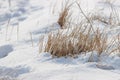 A patch of snow covered ground with some grass Royalty Free Stock Photo