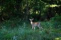 White-tailed Fawn at Early Morning Light Royalty Free Stock Photo