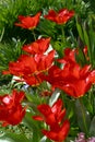 Red tulips Royalty Free Stock Photo