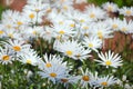 A PATCH OF WHITE SHASTA DAISIES IN A GARDEN Royalty Free Stock Photo