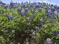 Wild bluebonnets