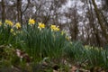 Patch of wild daffodils Narcissus pseudonarcissus pseudonarciss