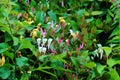 Patch of wild Honeysuckle Royalty Free Stock Photo