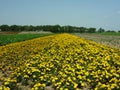 A patch of yellow chrysanthemums that look like a yellow runway
