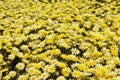 Patch of Yellow Daisies