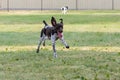 German Shorthair Pointer Running in the Grass Royalty Free Stock Photo