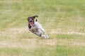 German Shorthair Pointer Running in the Grass Royalty Free Stock Photo