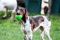 German Shorthair Pointer Running in the Grass Royalty Free Stock Photo