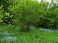 Myosotis on green meadow