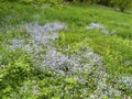 Myosotis on green meadow