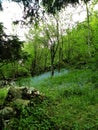 Myosotis on green meadow with rocks