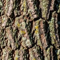 With patches of lichen likely from genera such as Xanthoria or Physcia Royalty Free Stock Photo