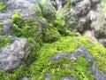 Patches of Moss covered rock by the teahouse
