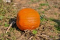 Patches of Pumpkin Royalty Free Stock Photo