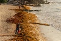 Patches of Sargassum seaweed on a beach in Mexico