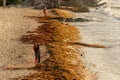 Patches of Sargassum seaweed on a beach in Mexico