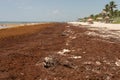 Patches of Sargassum seaweed at Tulum Beach.