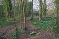 Patches of snowdrops on the forrest floor of the ancient Perceton woods in Irvine all flowering before Easter Royalty Free Stock Photo