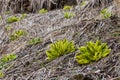 Patches of unique hairy leaf vegetation on high altitude barren mountains in Nepal