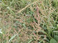 patches of wild Awnless Barnyard Grass on the bushy land. Royalty Free Stock Photo