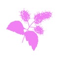 Patchouli: patchouli branch with leaves and flowers. Cosmetics and medical plant. icon isolated on white background flat