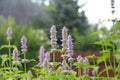 Patchouli with flowers in summer