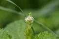 Patchouli plant, deadnettle leaves close up Royalty Free Stock Photo