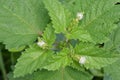 Patchouli plant, deadnettle leaves close up Royalty Free Stock Photo
