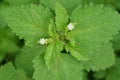 Patchouli plant, deadnettle leaves close up