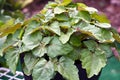 Patchouli plant in garden