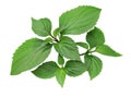 Patchouli Pogostemon cablin , perfumery ingredient