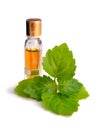 Patchouli sprig with essential oil. Royalty Free Stock Photo