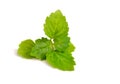 Patchouli sprig. Royalty Free Stock Photo