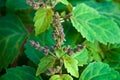 Patchouly plant flowers up close