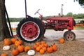 A patchwork cat witting amongst orange pumpkins at a fall festival at a local pumpkin patch