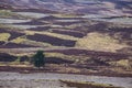 Patchwork of heather moorland with an isolated tree Royalty Free Stock Photo