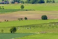 Patchwork landscape in the countryside with cows on a field Royalty Free Stock Photo