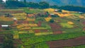 Patchwork landscape of small farming fields on a hill in Rwanda Royalty Free Stock Photo