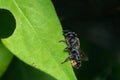 Patchwork leaf cutter bee, Megachile centuncularis, sizing up a honeysuckle leaf for nest building Royalty Free Stock Photo