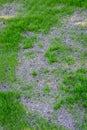 Patchy and damaged lawn, over seeded to repair it, with new grass growing, seed and pebble mixture Royalty Free Stock Photo