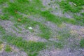 Patchy and damaged lawn, over seeded to repair it, with new grass growing, seed and pebble mixture Royalty Free Stock Photo