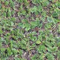 Patchy green grass seamless background texture. Royalty Free Stock Photo