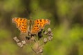 Patchy orange butterfly, Polygonia album